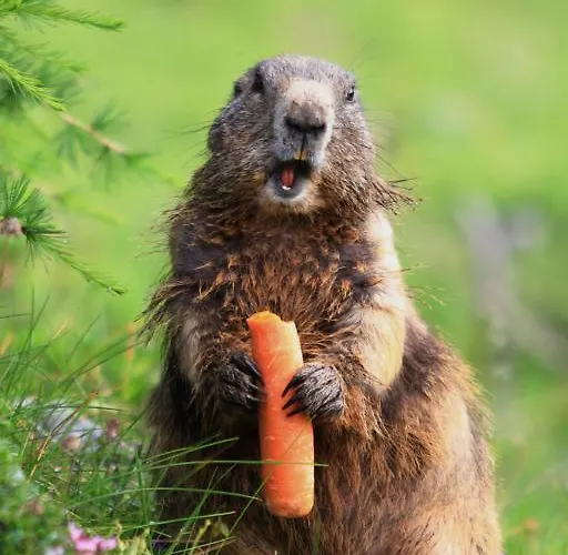Brandstaetterhof Schladming